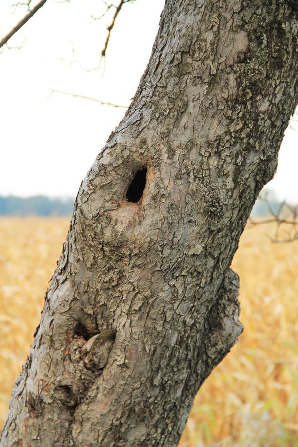 Loch im Baum stockbild. Bild von sonderkommando, zerfall 101962913
