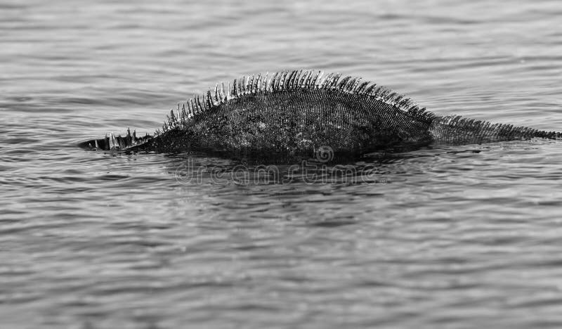 Loch Ness Monster Black & White