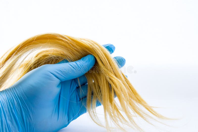 Lock of hair in hand of dermatologist or trichologist, wearing glove on white background. Diagnosis of hair on damage and prepari stock photos Lock of hair in hand of dermatologist or trichologist, wearing glove on white background. Diagnosis of hair on damage and prepari stock photos