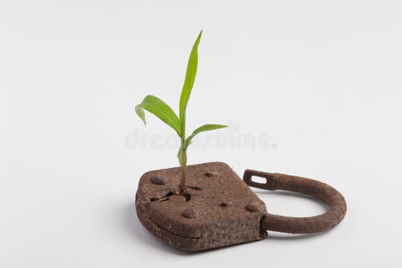 A plant is growing out of a lock. Regenerate stock images, royalty-free photos and pictures