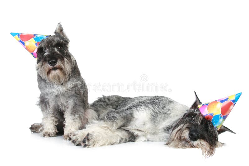lockdeltagareschnauzers tröttade två royaltyfri bild lockdeltagareschnauzers tröttade två royaltyfri bild