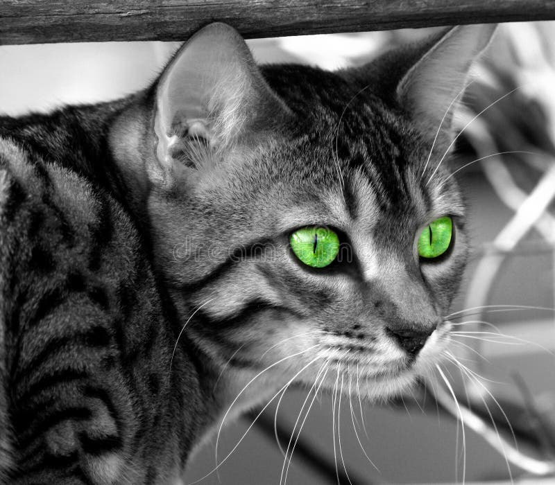 Bengali special breed kitten, desaturated, with saturated green eyes. Bengali special breed kitten, desaturated, with saturated green eyes.