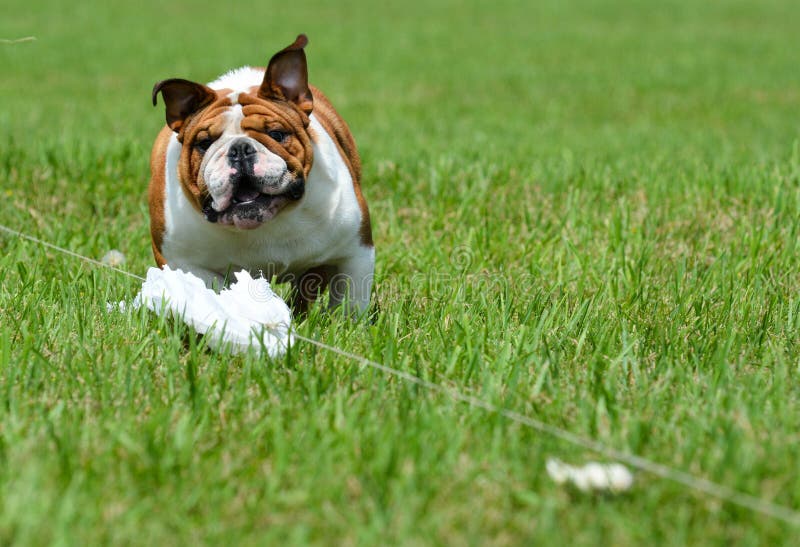 Lure coursing - english bulldog running a lure course. Lure coursing - english bulldog running a lure course