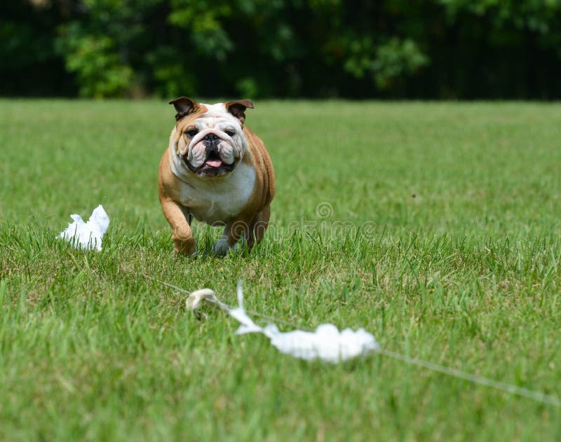 Lure coursing - english bulldog running a lure course. Lure coursing - english bulldog running a lure course