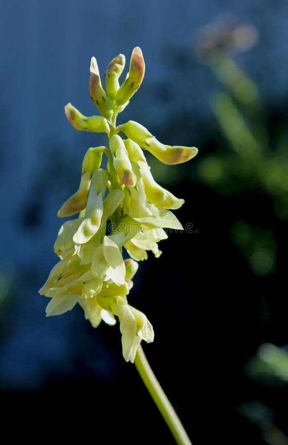 Locoweed океана, trichopodus астрагала стоковая фотография rf Locoweed океана, trichopodus астрагала стоковая фотография rf