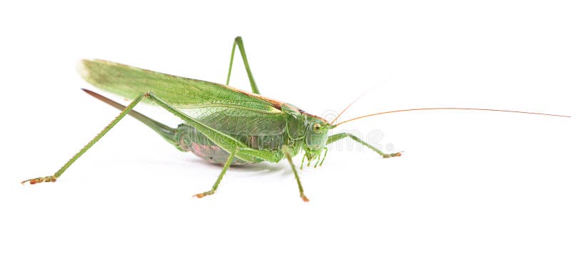 Locust