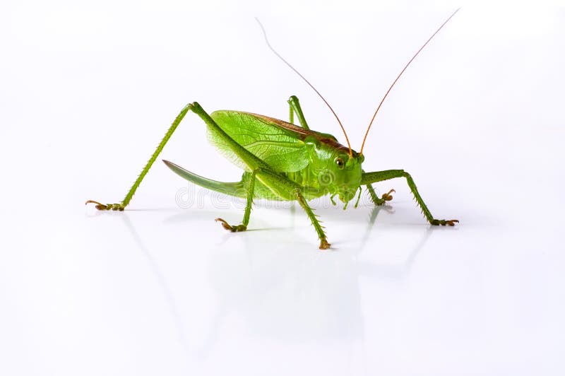 Locust