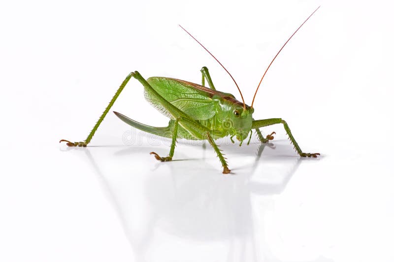 Locust