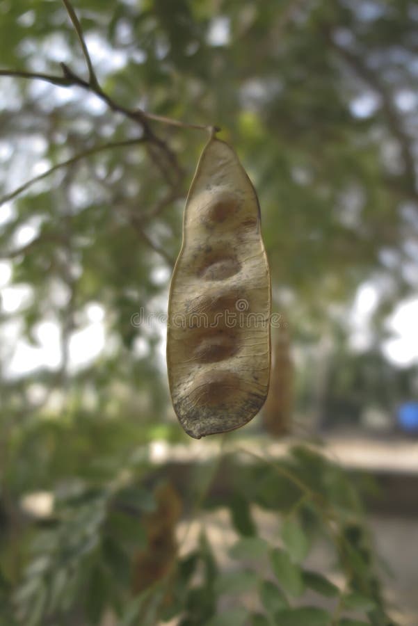 Locust Bean with Seeds Hanging on the Branch Stock Image Image of locust, seeds 173399263