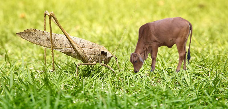 Locust, grasshopper and a young bull, carnivore and herbivore, the benefits and harms royalty free stock photography Locust, grasshopper and a young bull, carnivore and herbivore, the benefits and harms royalty free stock photography