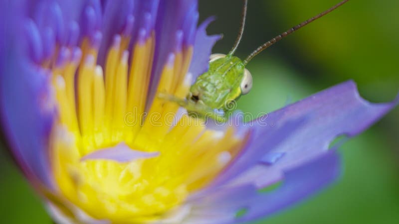 A locust hiding behind lotus flower. stock photos