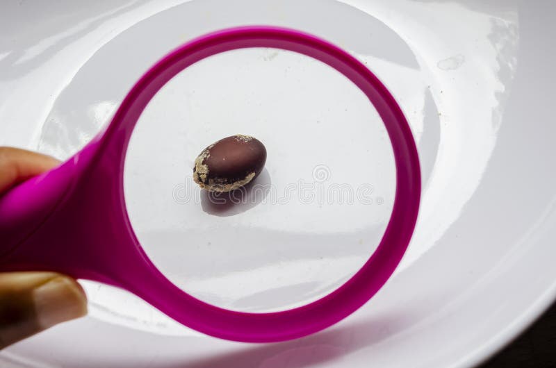A Locust Seed Under a Magnifying Glass Stock Photo Image of cherry