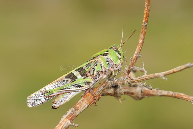 Locust stock image. Image of locust, locusts, animals 42215589