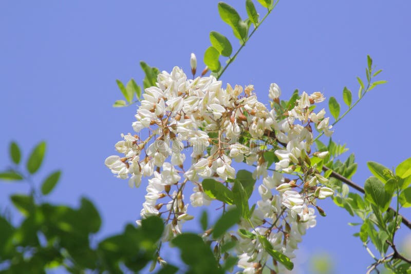 Locust tree flowers and leaves with bees