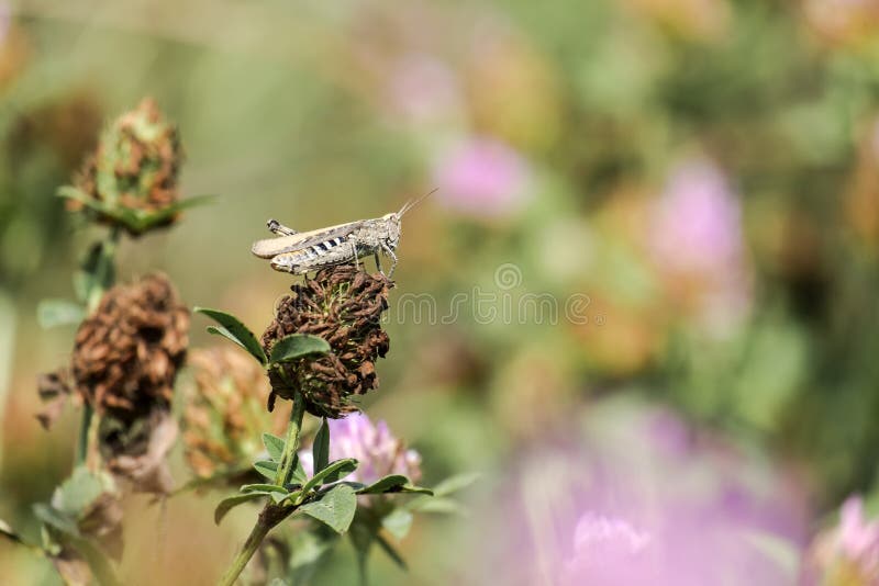 Locusta marocchina su un fiore asciutto del trifoglio fotografia stock Locusta marocchina su un fiore asciutto del trifoglio fotografia stock