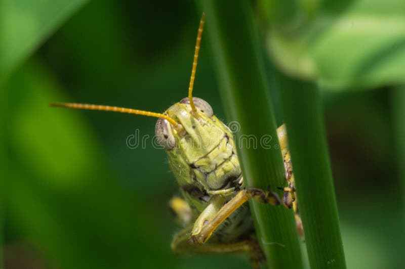 Locusta sulla lama di erba alta fotografia stock Locusta sulla lama di erba alta fotografia stock