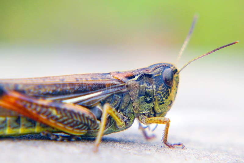 Locust locusta migratoria stock image. Image of macro - 90164975