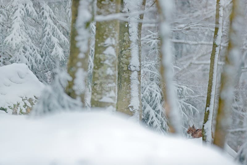 Lodjur som döljas i lodjur för snöskogEurasian i vinter Natur för djurlivplatstjeck Snöig katt i naturlivsmiljö Skogmiljö arkivbilder Lodjur som döljas i lodjur för snöskogEurasian i vinter Natur för djurlivplatstjeck Snöig katt i naturlivsmiljö Skogmiljö arkivbilder