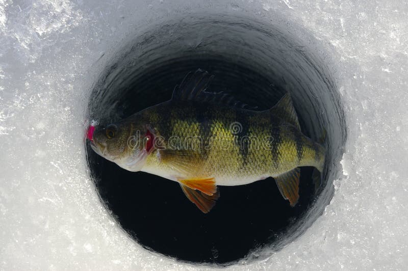 A yellow perch caught on a jig is brought up through the ice while fishing during winter. A yellow perch caught on a jig is brought up through the ice while fishing during winter.