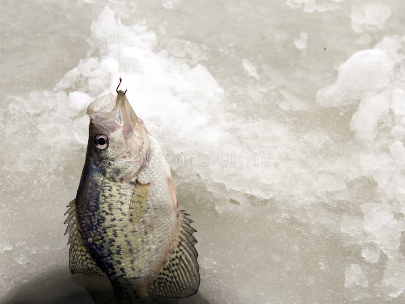 Crappie hooked and being pulled out of an ice fishing hole. Crappie hooked and being pulled out of an ice fishing hole