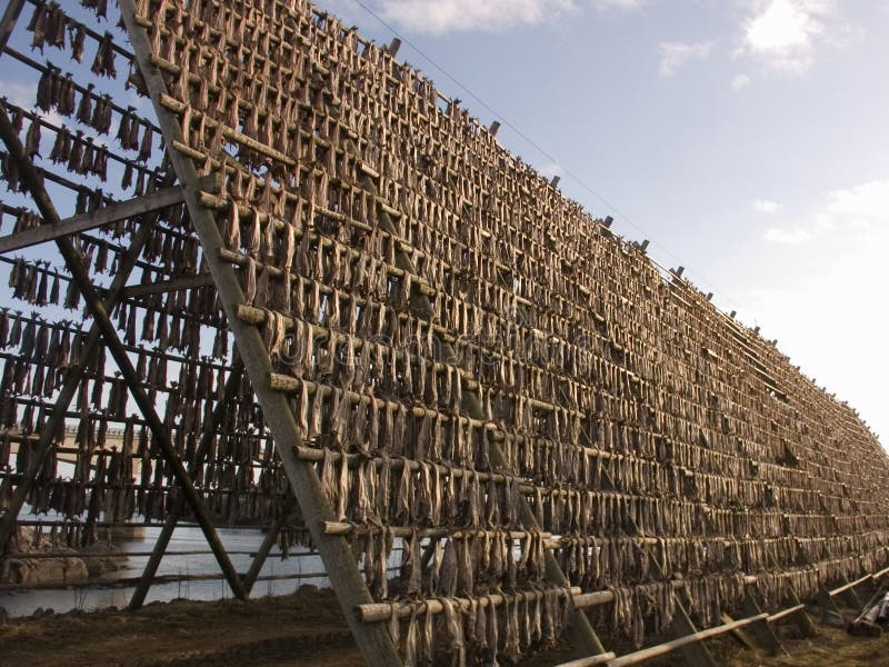 Lofoten fish racks