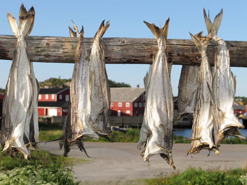 Stockfish, Norway - Stock Image - C009/7686 - Science Photo Library