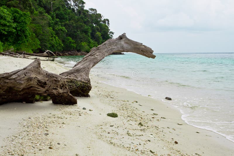 Log on a beautiful tropical beach