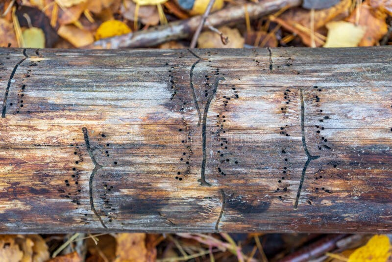 Log Covered with Traces of Bark Beetle in Autumn Forest. Tree Trunk