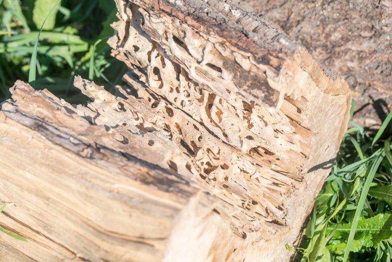 Log Damaged by a Worm. Wood, Large Beetles in it Stock Photo Image of
