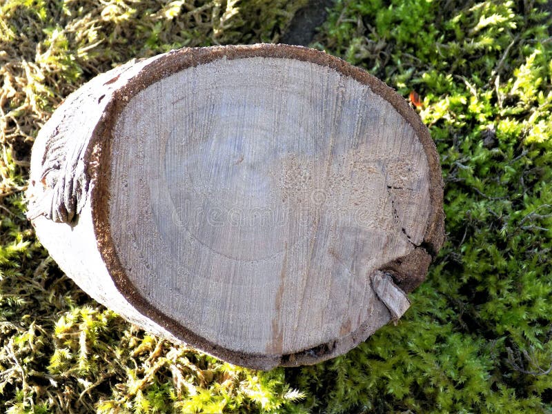 This log was recently chopped from a very large tree in a little village called Crookham, Northumberland, England. This log was recently chopped from a very large tree in a little village called Crookham, Northumberland, England.