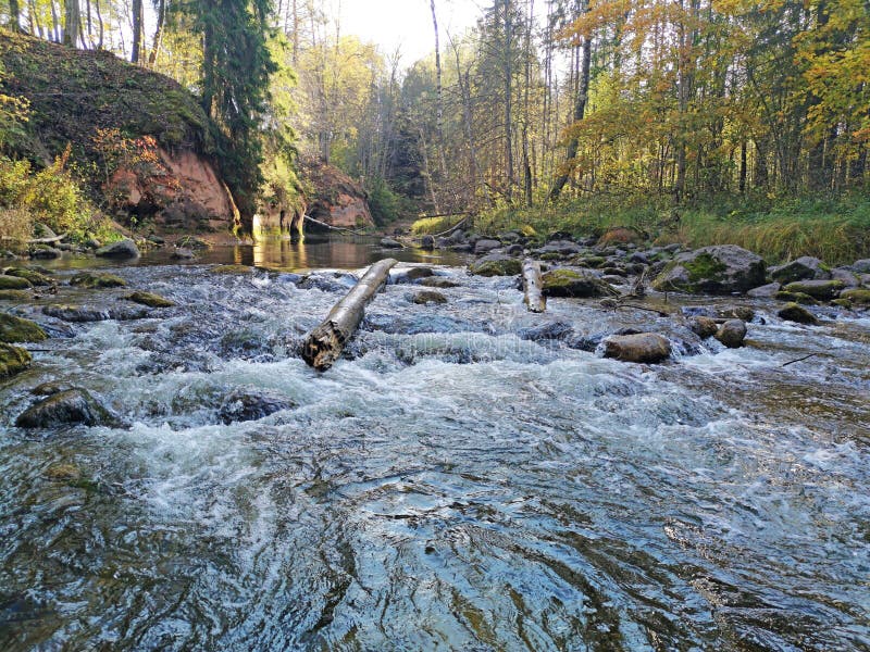 A Log Floating on the River Sunny Autumn Day Stock Photo Image of