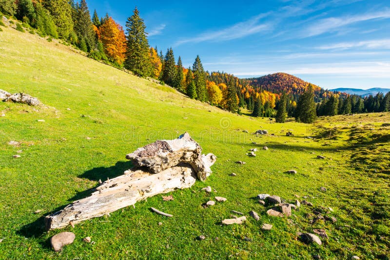 Log on a grassy hill in Apuseni Natural park