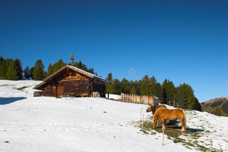 Beautiful wooden house and horses grazing in Italian Alps. Log animal stock images, royalty-free photos and pictures