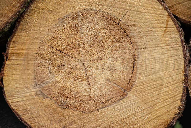 Log Lumber Timber Tree Round Ring Pine Spruce Tree-ring Detail Stock ...