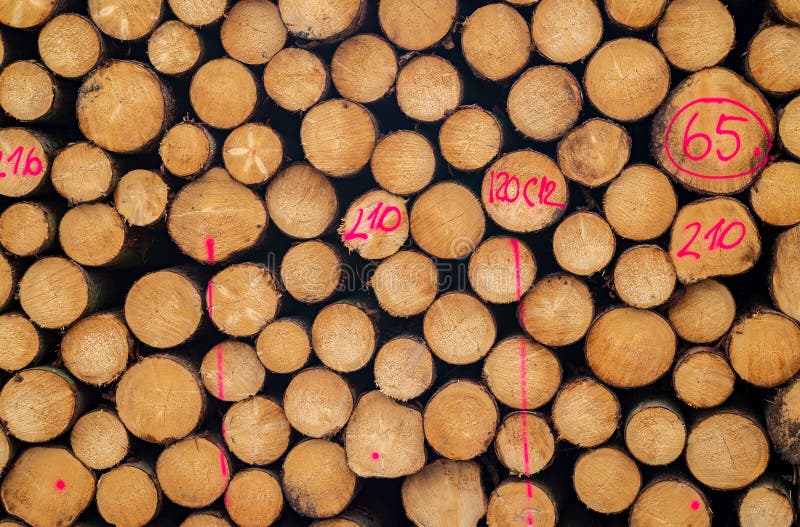 Log Lumber Timber Tree Round Ring Pine Spruce Treering Detail Stock