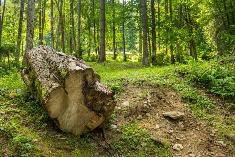 Log in an old forests stock photo. Image of green, landscape - 42646706