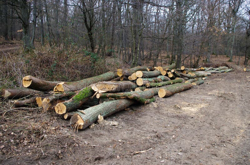 Log Trunks Pile, the Logging Timber Forest Wood Industry, Wood Trunks