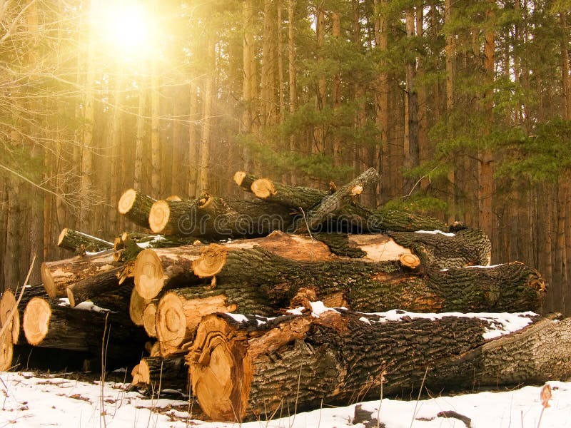 Log wood sun