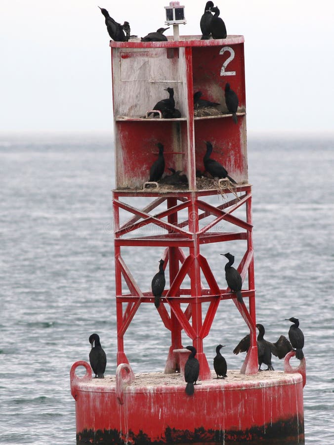 Logements de Cormorant photos stock Logements de Cormorant photos stock