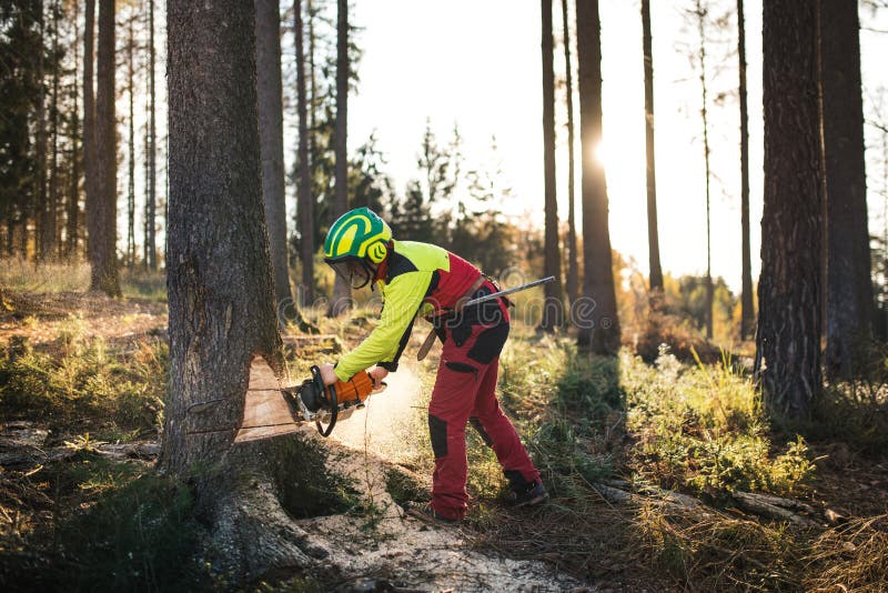 Logger Man Cutting a Tree with Chainsaw. Lumberjack Working with ...