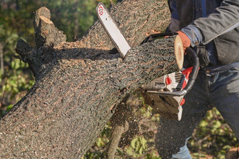 A Logger Saws a Tree with a Chainsaw. a Man Cuts a Tree Lying on the