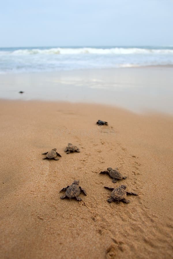 Loggerhead sea turtle emergence: the turtles emerge in a group and proceed to crawl down the beach to the water. Loggerhead sea turtle emergence: the turtles emerge in a group and proceed to crawl down the beach to the water