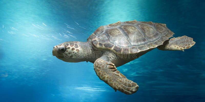 Loggerhead turtle, Caretta caretta, in open water. Loggerhead turtle, Caretta caretta, in open water