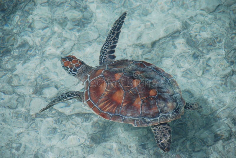 The loggerhead sea turtle (Caretta caretta), or loggerhead, is an oceanic turtle distributed throughout the world. The loggerhead sea turtle (Caretta caretta), or loggerhead, is an oceanic turtle distributed throughout the world