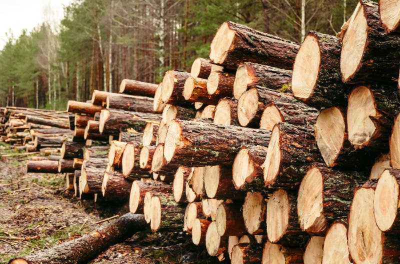 Logging in the forest stock image. Image of birch, rural 171236835