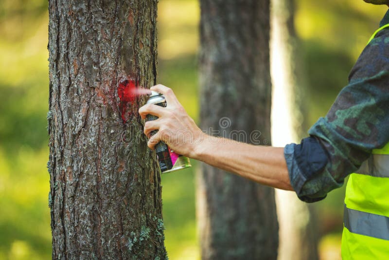 Logging Industry Forestry Engineer Marking Tree Trunk for Cutting in
