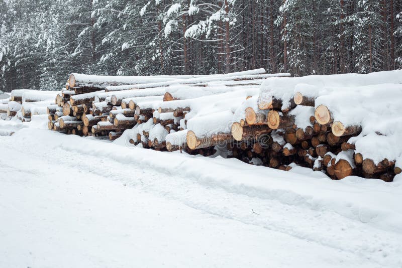 Logging In The Snow Forest. Stock Of Timber Stock Image Image of
