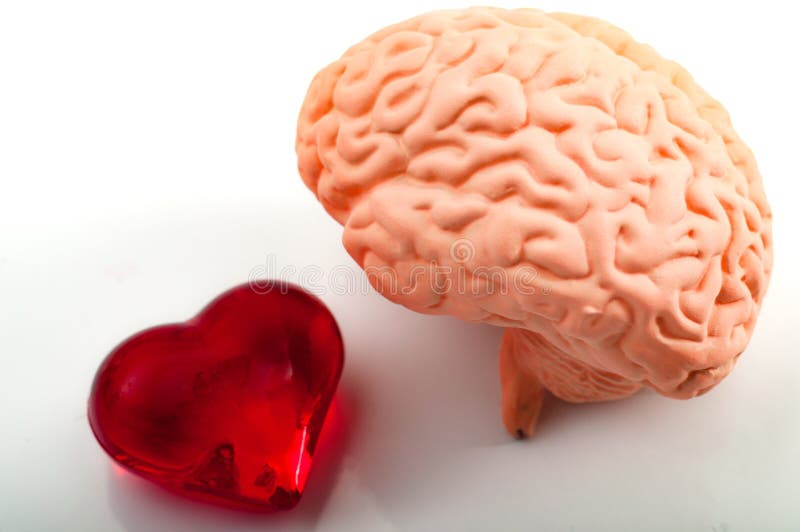 Logic versus love or feelings vs mind concept with a heart representing passion, emotion, sensitive and a sentimental soul,  and a brain symbol of an analytical mind, rational and coherent thinking. Logic versus love or feelings vs mind concept with a heart representing passion, emotion, sensitive and a sentimental soul,  and a brain symbol of an analytical mind, rational and coherent thinking