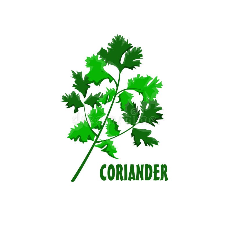 Coriander Stock Illustrationen, Vektoren, & Kliparts 9 Stock