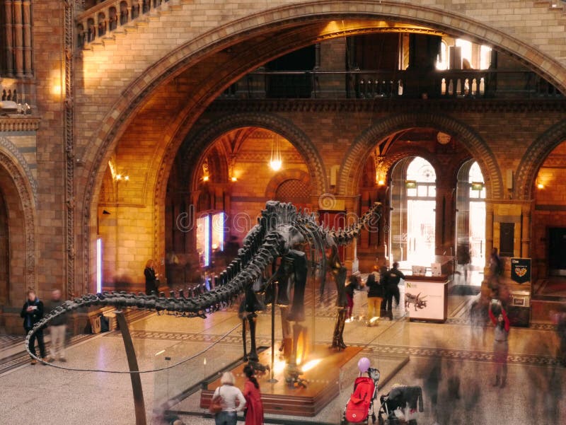 The soon to be replaced Diplodocus skeleton in the Natural History Museum, London. The soon to be replaced Diplodocus skeleton in the Natural History Museum, London.